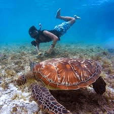 Turtle Snorkeling Tour by Boat – 3